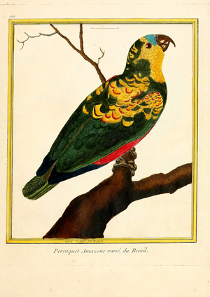 Colorful Amazon Parrot from Brazil (print)