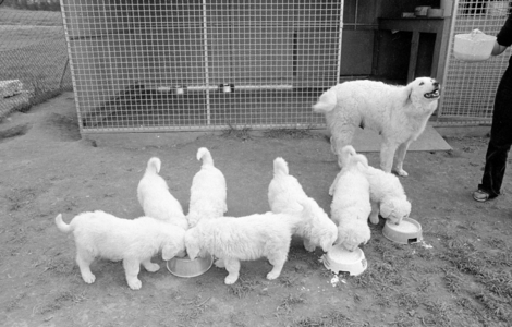 Little Kuvasz puppies, 1978 (b/w photo)