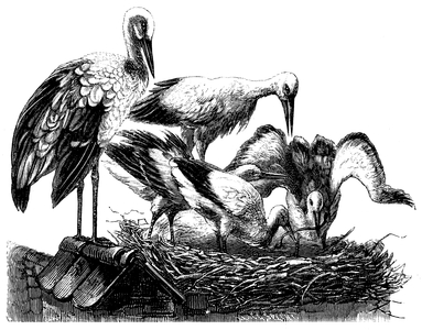 Stork: nest