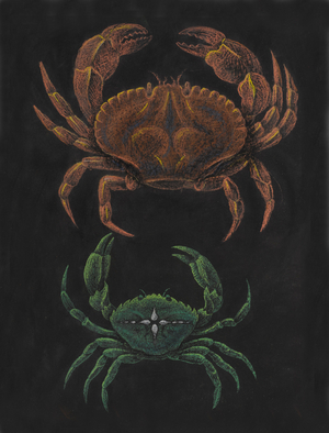 Crabs (chalk on paper)