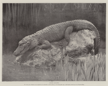 Chinese Alligator (litho)