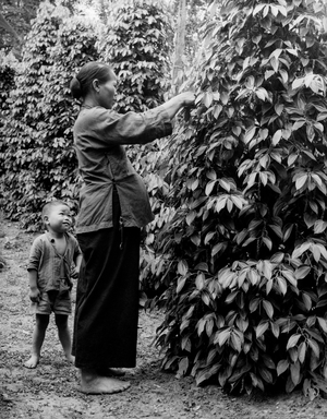 British Asia, Borneo, Pepper Cultivation, 1953 (b/w photo)