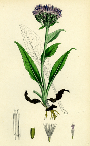 Saussurea Alpina Alpine Saussurea