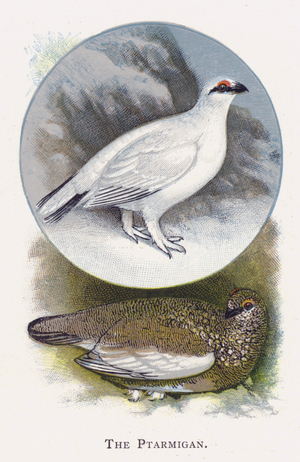 The Ptarmigan (chromolitho)