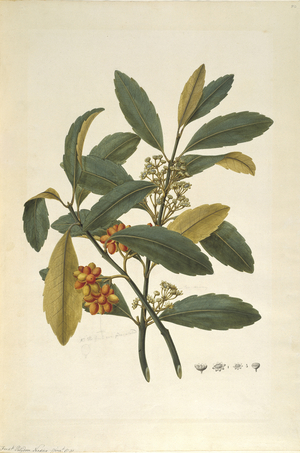 Hedycarya arborea