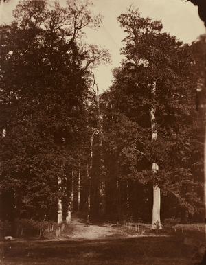 Forest at Saint-Cloud,1859-1860 (photo)