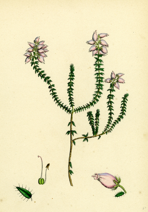 Erica Tetralici-Ciliaris Hybrid Between Fringed-Leaved and Cross-Leaved Heaths