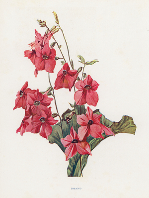 Tobacco (colour litho)