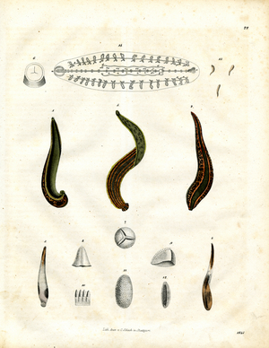 Various Worm Species and Their Anatomy (litho)