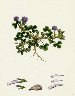 Trifolium Resupinatum Reversed-Flowered Trefoil