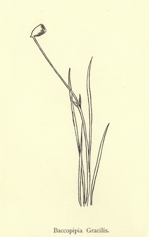 Baccopipia Gracilis (engraving)