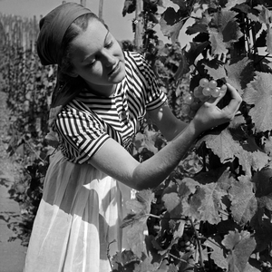 A young woman doing the grape harvest near Sulz at river Neckar, Germany 1930s (b/w photo)