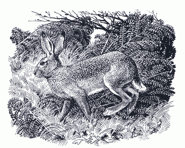 A Hare: A running shadow with an indistinct outline, from The Way of the Countryman (litho)