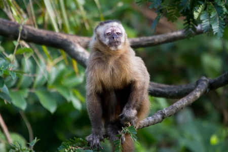 Capuchin Monkey (photo)