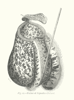 Plant Freaks: Pitcher of Nepenthes Chelsoni (engraving)