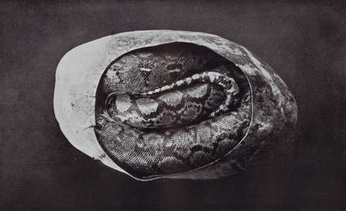 Python egg about to hatch, front section is removed to show how baby snake lies in the shell (b/w photo)