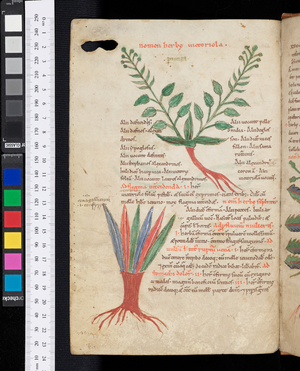 Herbal with Old English glosses, c.1070-1090 (manuscript)