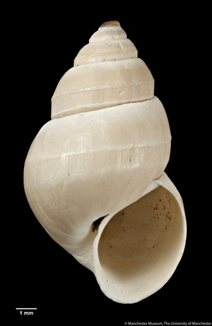 Cleopatra mterizensis, 1907 (shell)