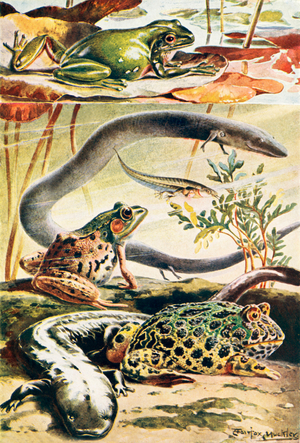 Six typical amphibians (colour litho)