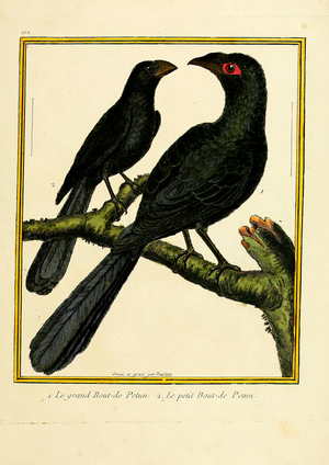 Large and Small Puff-bird (print)