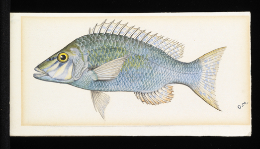 Green Snapper Fish (w/c on paper)