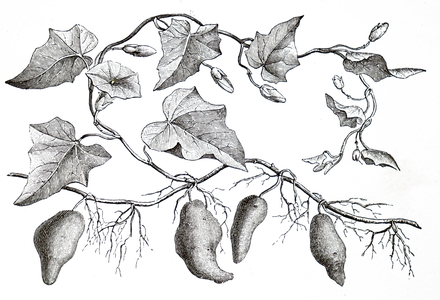 Batatus Edulis.
