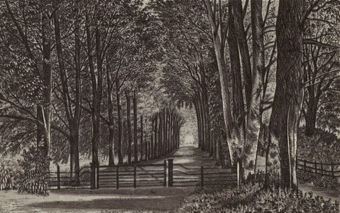 Newbury: Avenue, Highclere Park (litho)