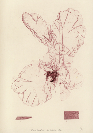 British Sea-Weed (nature printed)