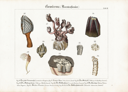 Cirripeds and Sessile Marine Animals, 1821 (lithography)