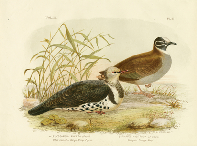 White-Fleshed Pigeon Or Wonga Pigeon, 1891 (colour litho)