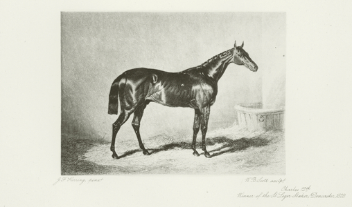 Charles XII, foaled 1836 (b/w photo)