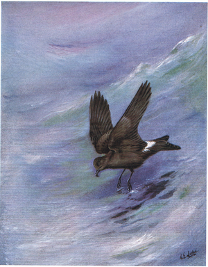 Leach's Fork Tailed Petrel (litho)
