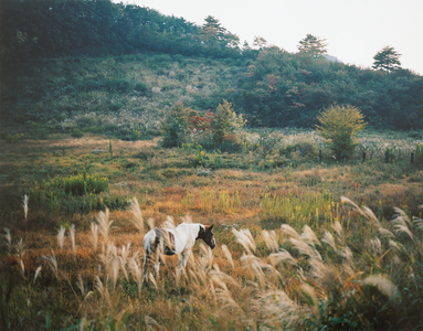 Horse, Evacuated Village, Iitate, Fukushima, from the series Cumulus, 2011 (chromogenic print)