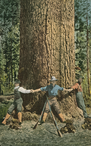 Men encircling a huge tree trunk (colour photo)