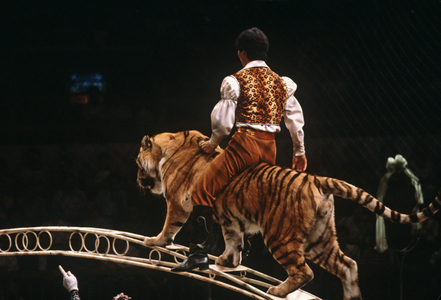 Circus act with tiger in Shanghai Circus, Shanghai, China (photo)