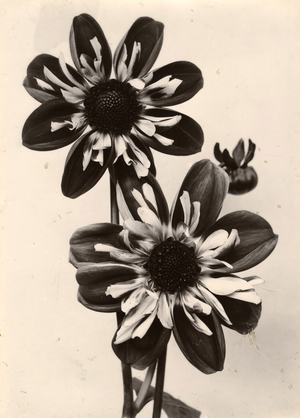 Collerette Dahila Pilot, c.1895-1910 (gold-toned gelatin silver print)