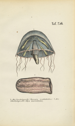 Bell Jellyfish and Barrel Jellyfish, 1850 (lithography)