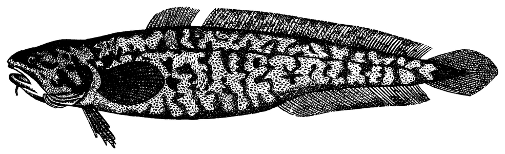 Burbot (bubbot)