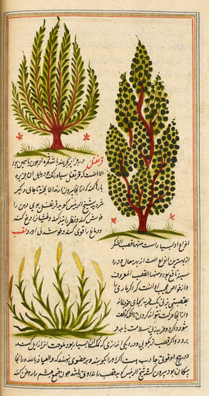 Two trees, a shrub and accompanying text