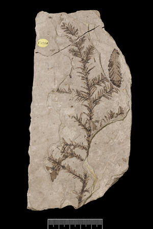 Sequoia affinis