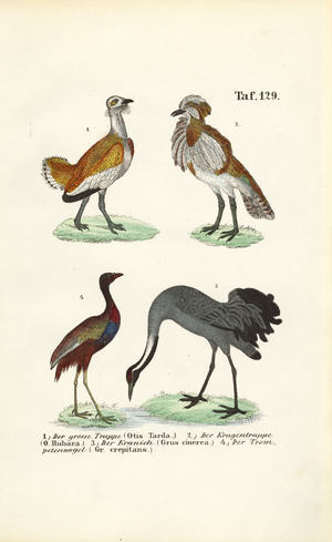Bustards and Cranes, 1850 (lithography)
