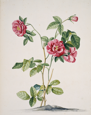 Rosa cf. damascena
