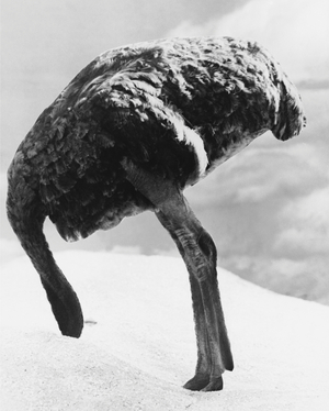 Ostrich with head in sand (b/w photo)