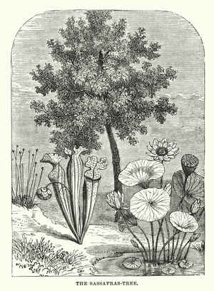 Central America: The Sassafras-tree (engraving)
