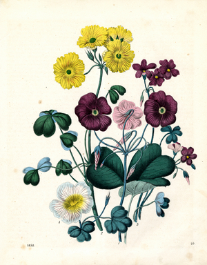 Various Species of Wood Sorrel and Oxalis (hand-coloured litho)