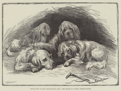 Royal Dogs at the Agricultural Hall, the Prince of Wales's Basset-Hounds (engraving)