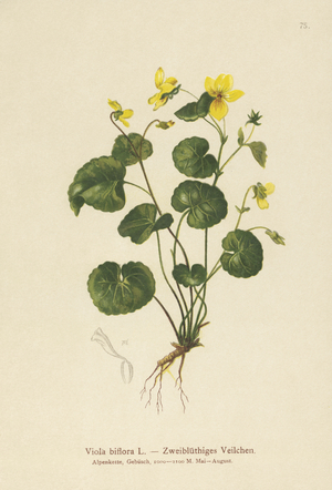 Two-flowered Violet (Viola biflora) (colour litho)