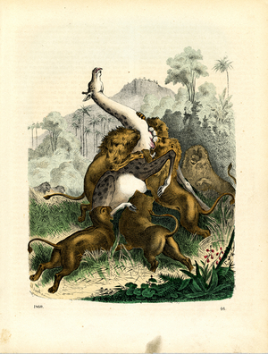 Lion Hunt in the African Savanna (hand-coloured engraving)