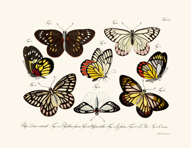 Butterflies, 1783-1806 (coloured engraving)