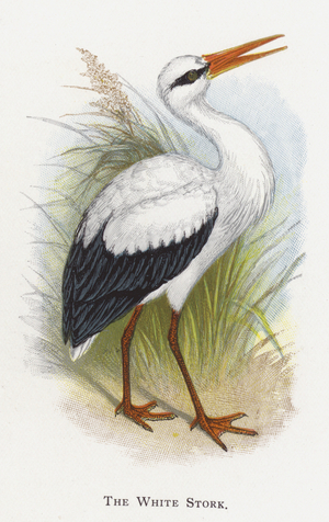 The White Stork (chromolitho)